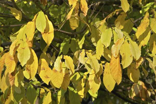 Arboriculture Planting Pointers - Pawpaw (Asimina triloba) with Ironwood Arboricultural