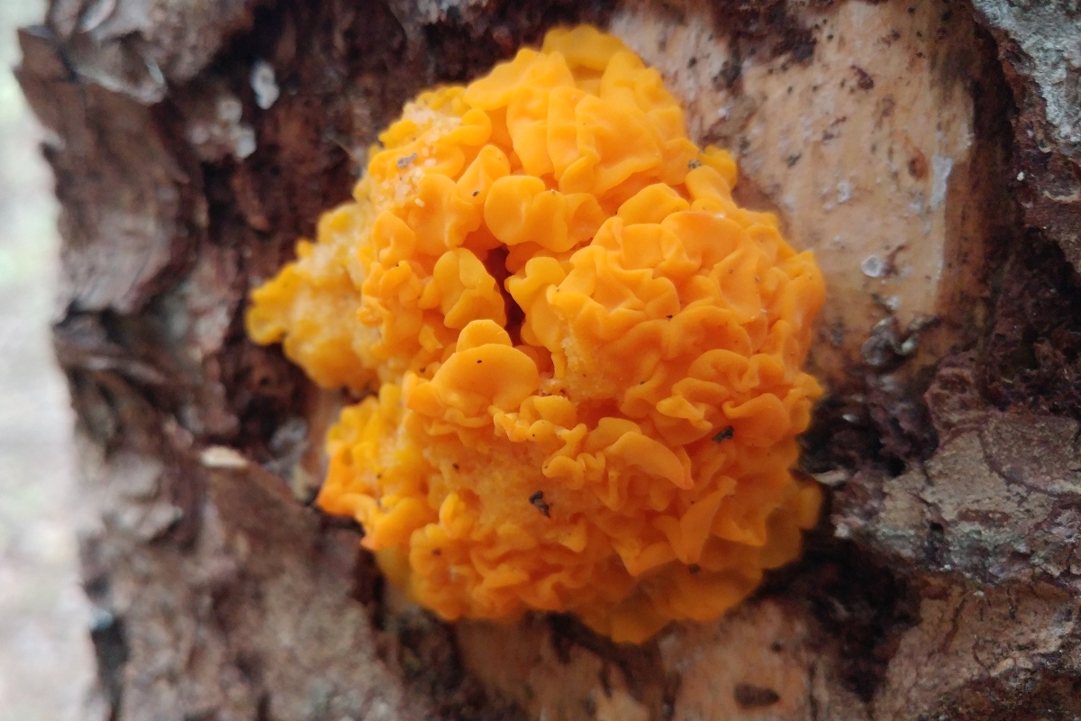 Orange Fungus with Ironwood Arboricultural