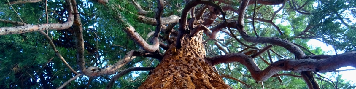 Healthy Trees with Ironwood Wilderness