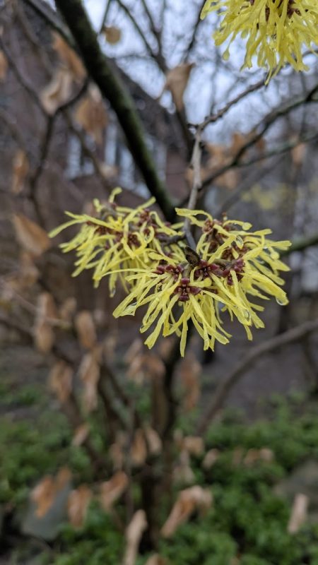 Photo of an introduced cultivar of Hamamelis, taken 2025-03-30